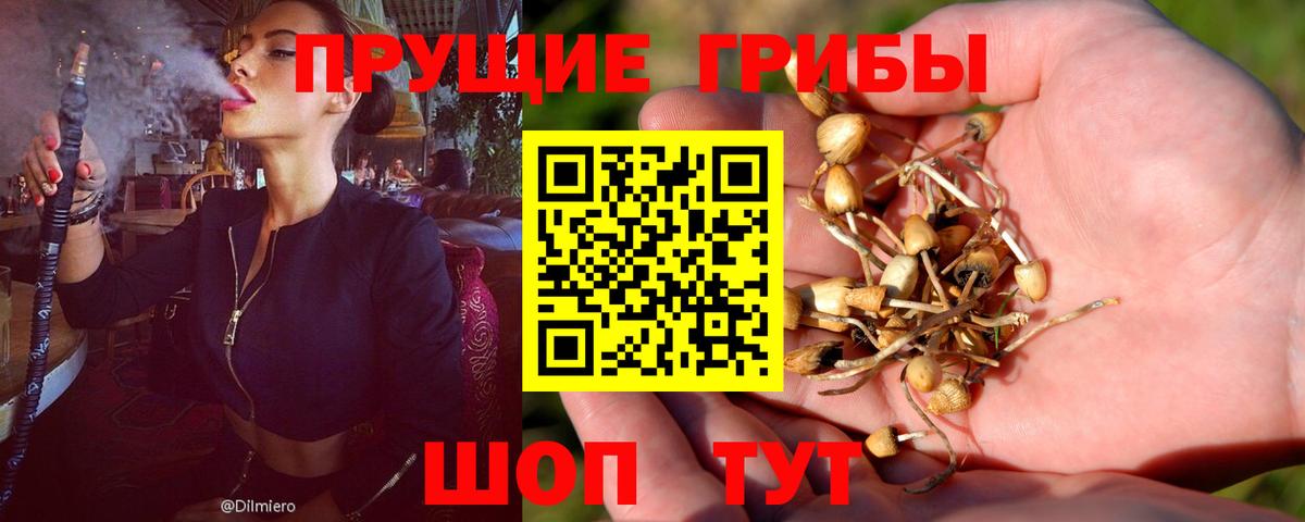 Псилоцибиновые грибы Psilocybine cubensis Аксай